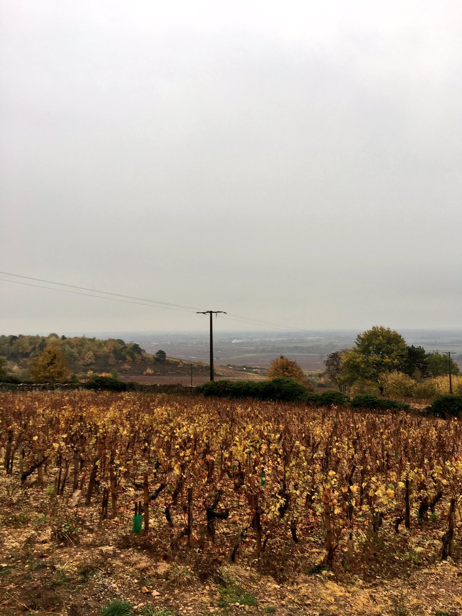 KathrynAndersen's tweet photo. Bitter cold, damp cellars but a brilliant 2016 Burgundy vintage (too bad there's not more of it!) https://t.co/jZomsOJN7s