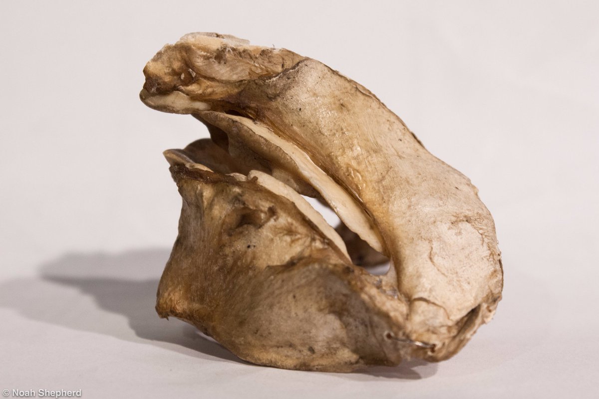 GrantMuseum's tweet photo. One of our students - @NoahRNShepherd - has created a great video about how he identified a very strange set of jaws in our mystery specimen classes:
https://t.co/jJOoO3ri6R https://t.co/wv8CqClgFq