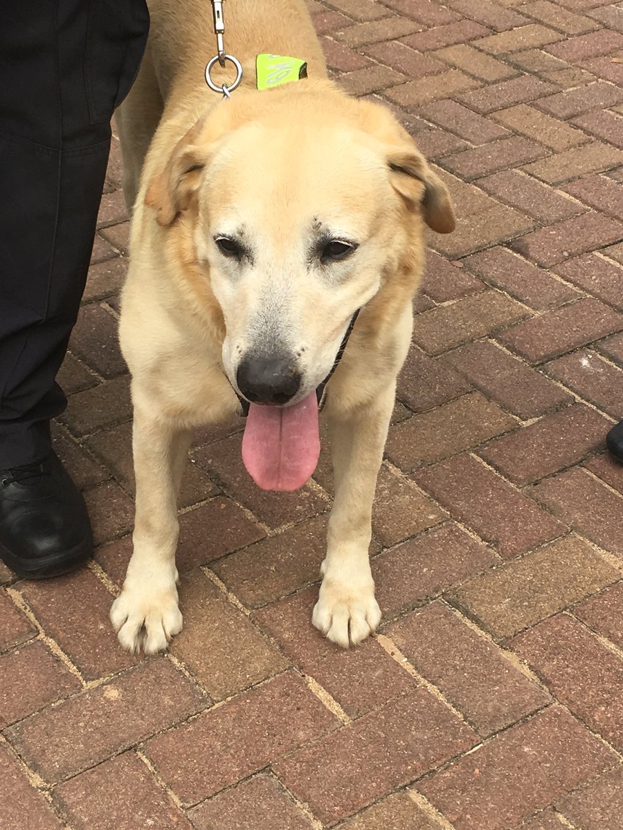 environmentza's tweet photo. Meet our four-legged #GreenScorpion, Dexter who is specially trained to assist officials to combat environmental crime. #ECEL07 https://t.co/7l7ljHEImp