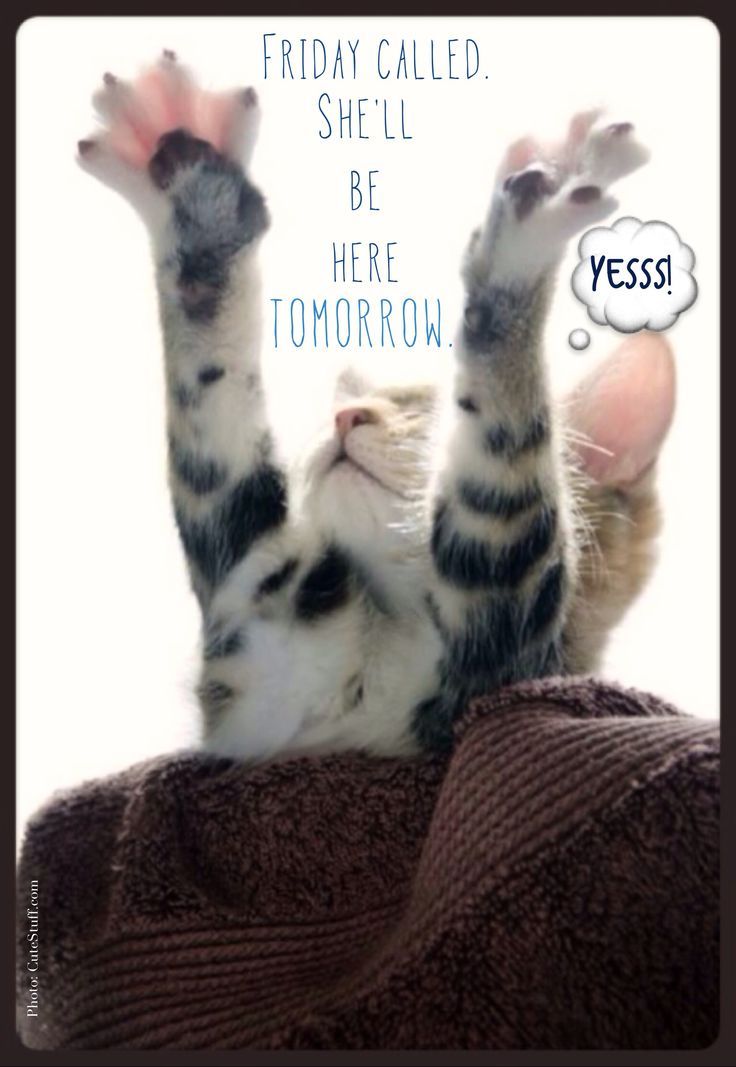 jwmystical's tweet photo. Have a Great &amp; Safe  #Thursday, #World!   #Pets  #Cats #Celebrate #Funny #Animals  #jonispethangout.com https://t.co/nD8GojtNAw