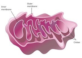 MitoMajor's tweet photo. The layered structure in the inner membrane of the mitochondria is called cristae. Because of its folding, the surface area of the organelle is increased thus more reactions can occur. #organellewars @mslaflamme https://t.co/Im3KN25UBG
