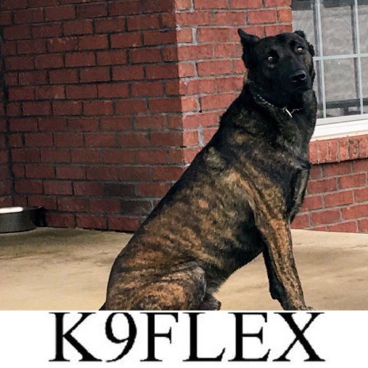 #LivePDNation guess who is back on Twitter @K9flex_JPD!! Please give him a big welcome back!!!  They have received so much support from the #livepd family. ❤️❤️  We are glad Flex is back with us he’s such a good boy 🎾. And remember #BluePawsMatter 💙💙