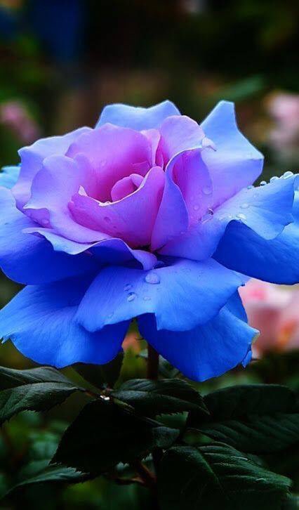 yui_3310's tweet photo. @Nori98765 @KoichiHagiwara @MarshaCollier @LOYALFAN1 @CarlRamallo @tamanna2168 @naotenso @shyoshid @JustAskMelissa7 @theta_compass @isamuuran1316 @LaurenVictorita @cix1826 @thaar @thykenan @sprague_paul @hideo0220 @love176456111 @227eada8efa54eb @cix1827 @SusanGilbert @Gvacci @Tunnelbreeze @tigertiger226 @KhalidHamdan0 @minami1105 @Masao__Tanaka @shellieblum @sjfpc @gsf_info @kimura113218 @thewordwarrior @DrKysela @AkemiKawaguchi8 @3d_works1 @oda_f @Gabriele_Corno @RobertaCostner @fmpreuss @SferrazzoG @FrancescoSotis @LadyTerezie @chaebae @harunarabaci1 @harunarabaci2 @harunarabacisg @cix1828 @cix1825 @LukaLuzelia @DeFaukatrua #TY https://t.co/QAODIS6SLY