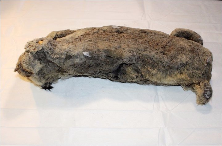 JanFreedman's tweet photo. WHOA!!! This is SPECTACULAR!! Another baby cave lion found frozen in Siberia!! BEAUTIFUL!!! (Image YakutiaMedia) https://t.co/YvGwe1OBTe https://t.co/FmhKnz5Mbh