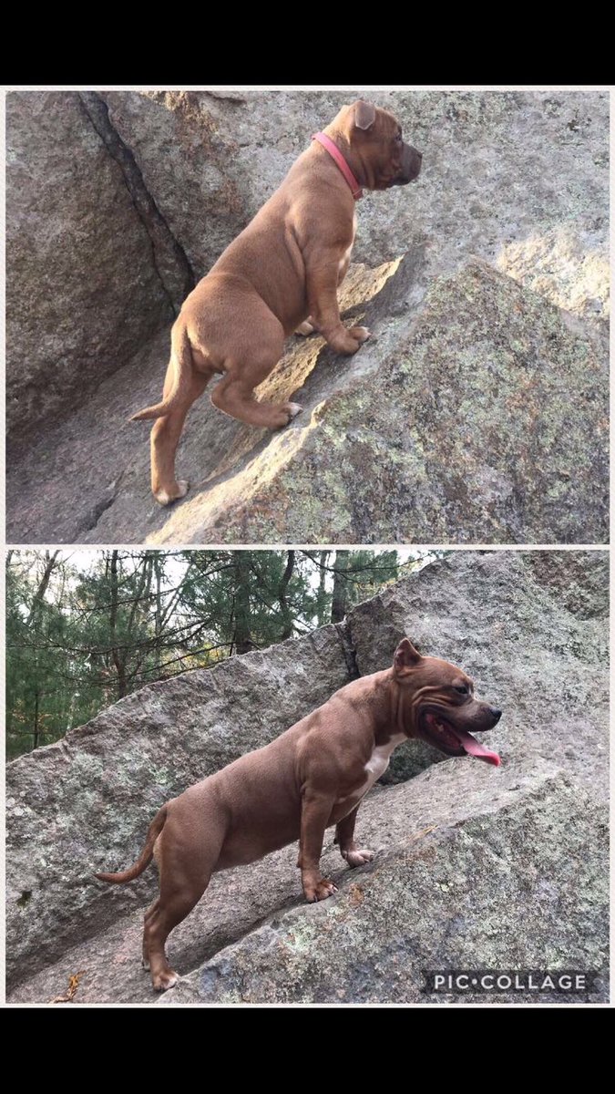 dbdkennels's tweet photo. Vida turns 1 this month, and happened to come across the same rock from when she was a puppy! Oh how physically you have changed but mentally your the best dog ever #americanbully #abkc #dbdkennels #bullylife #bullylove #bullygirl #bullybreed https://t.co/gcZfW8syaA