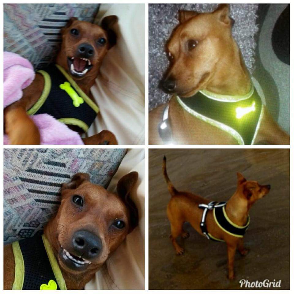 Find Tripawd Toby (@findtripawdtoby) on Twitter photo Buddy #Missing #BonfireNight #LockePark #Worsbrough #Barnsley <a href="/FOLP_Barnsley/">Friends@Locke Park</a> <a href="/Worsbroughmill/">Worsbrough Mill</a> @Darton_College <a href="/wearebarnsley/">We Are Barnsley (WAB)</a> <a href="/Barnsley_UK/">BarnsleyisBrill</a> <a href="/yorkshire_hour/">#YorkshireHour</a>
SIGHTED - Darton 06/11 & 08/11 Athersley North.
STILL WEARING HIS YELLOW REFLECTIVE HARNESS***
07533627553 / 07714326563 Buddy #Missing #BonfireNight #LockePark #Worsbrough #Barnsley <a href="/FOLP_Barnsley/">Friends@Locke Park</a> <a href="/Worsbroughmill/">Worsbrough Mill</a> @Darton_College <a href="/wearebarnsley/">We Are Barnsley (WAB)</a> <a href="/Barnsley_UK/">BarnsleyisBrill</a> <a href="/yorkshire_hour/">#YorkshireHour</a>
SIGHTED - Darton 06/11 & 08/11 Athersley North.
STILL WEARING HIS YELLOW REFLECTIVE HARNESS***
07533627553 / 07714326563