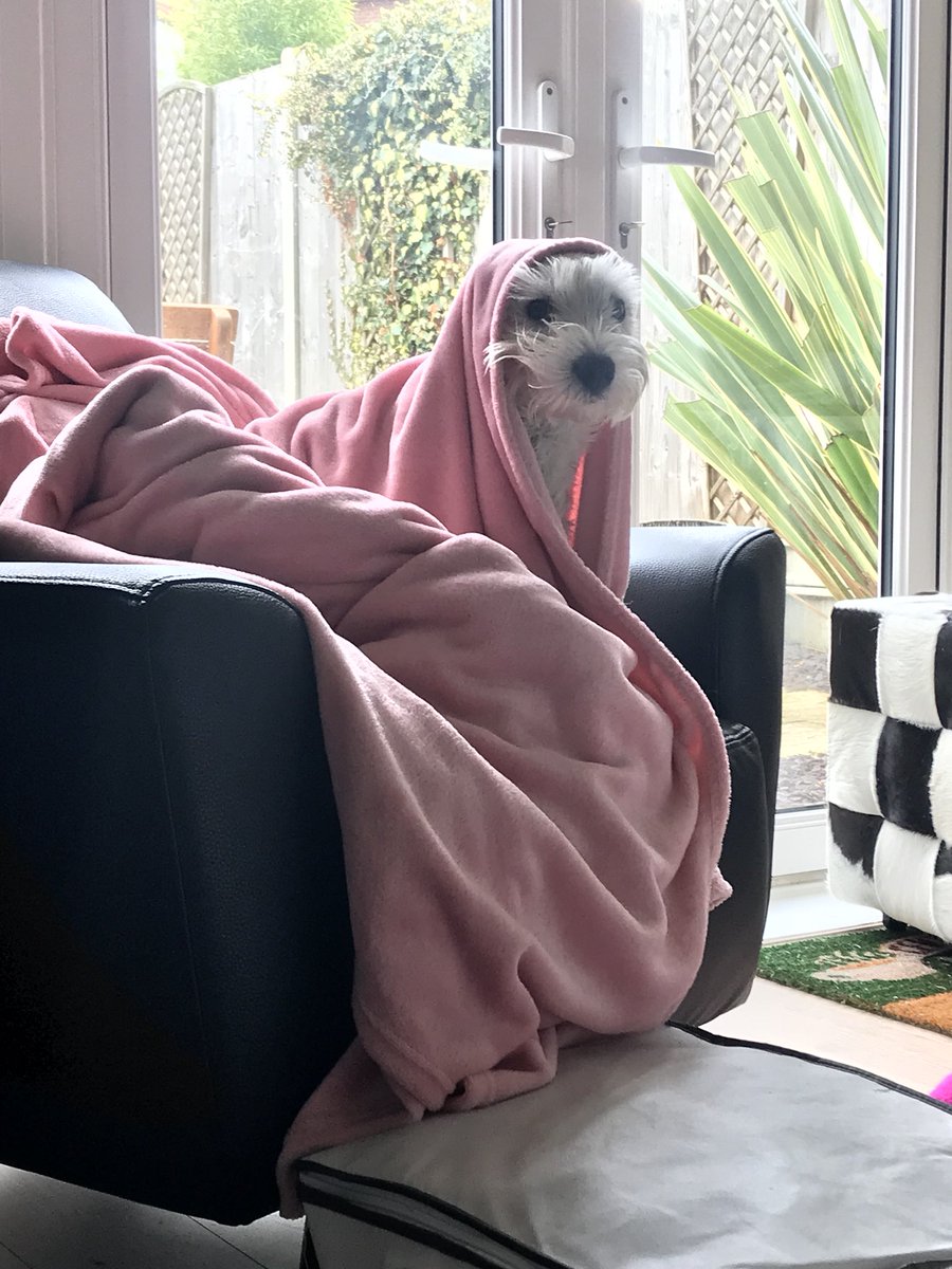 Roxetera's tweet photo. Today: Rose woke up ready for the day and full of beans then went to bed with a migraine. I’m downstairs working with this: https://t.co/t9XdyCHMJz