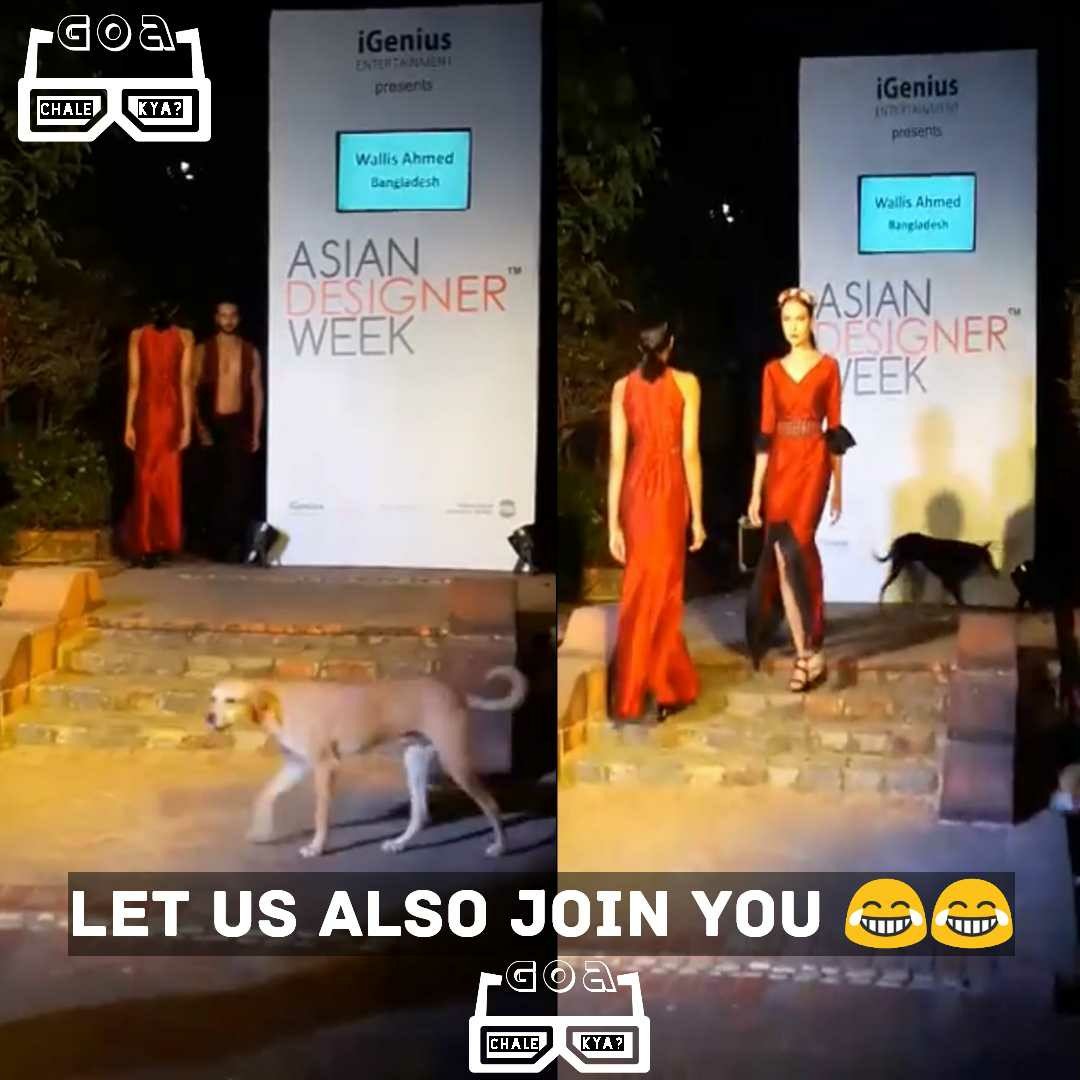 goachalekya's tweet photo. Cat walk is old, it's Dog walk ๐๐
#iGenious #AsianDesignerWeek https://t.co/2PQ5ljwqCm