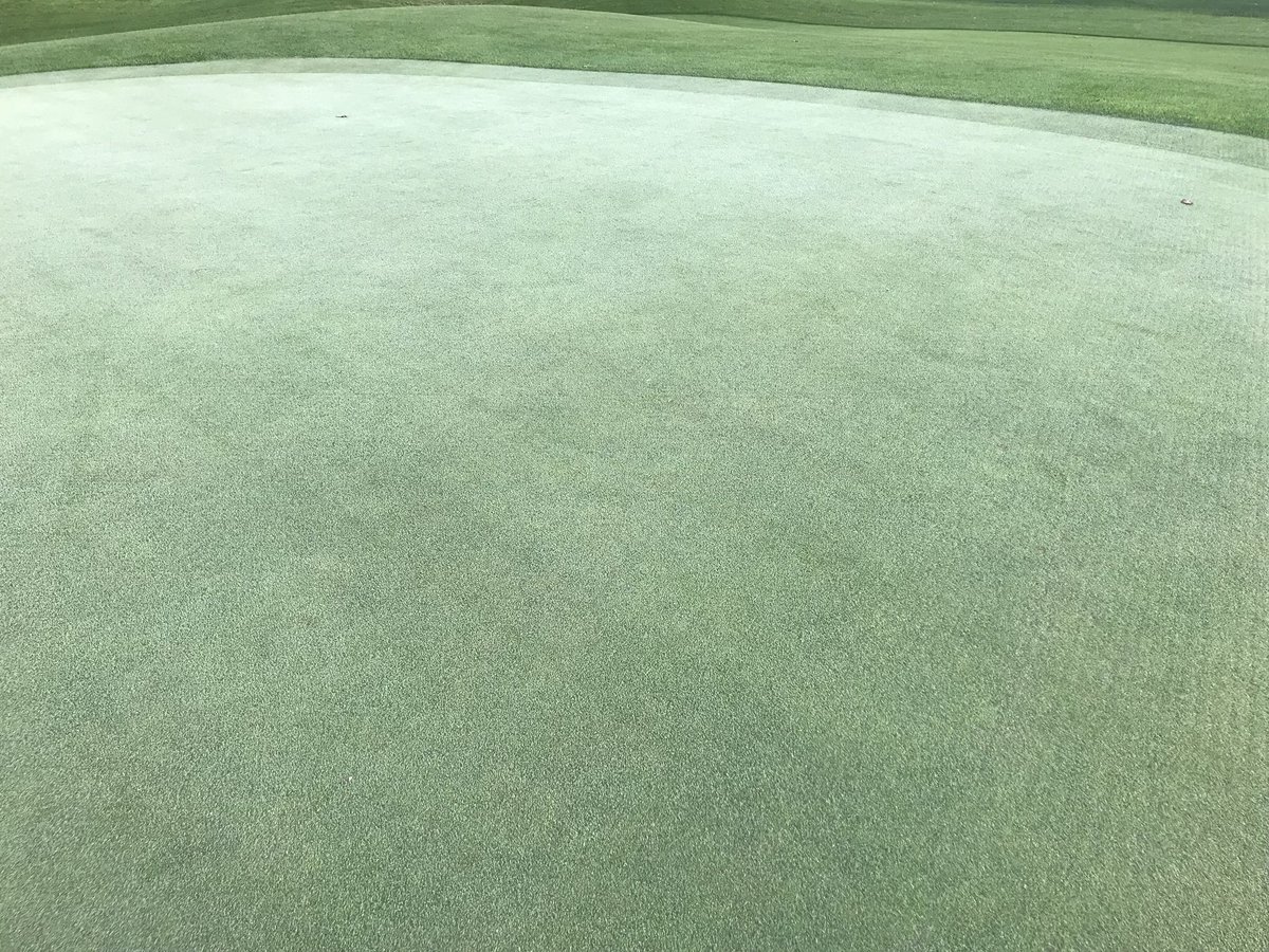 JulianMooney's tweet photo. Pure Distinction, Creeping Bentgrass 3.5 weeks post two direction CSI Graden #Recovery #Firm&Fast #ThatchManagement #Agronomy https://t.co/o1pJjbIlXn