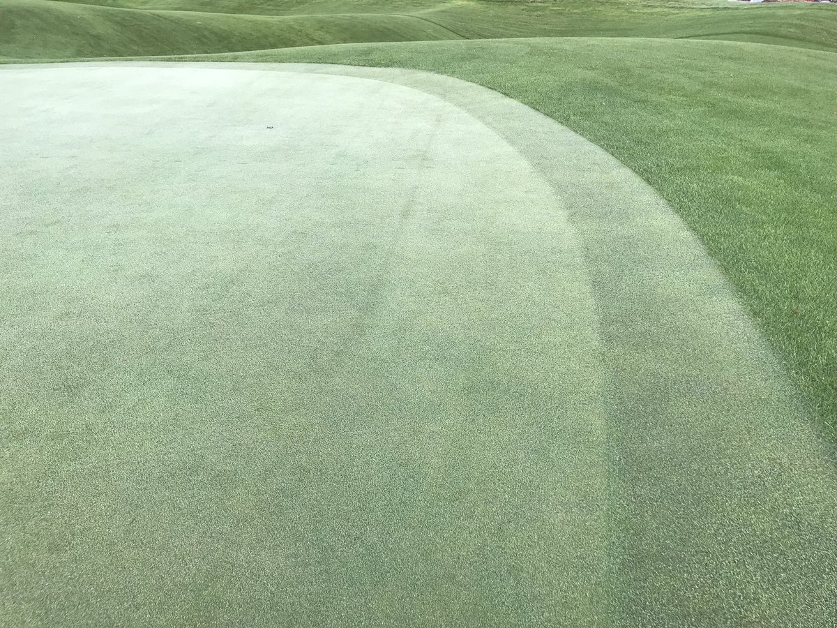 JulianMooney's tweet photo. Pure Distinction, Creeping Bentgrass 3.5 weeks post two direction CSI Graden #Recovery #Firm&Fast #ThatchManagement #Agronomy https://t.co/o1pJjbIlXn