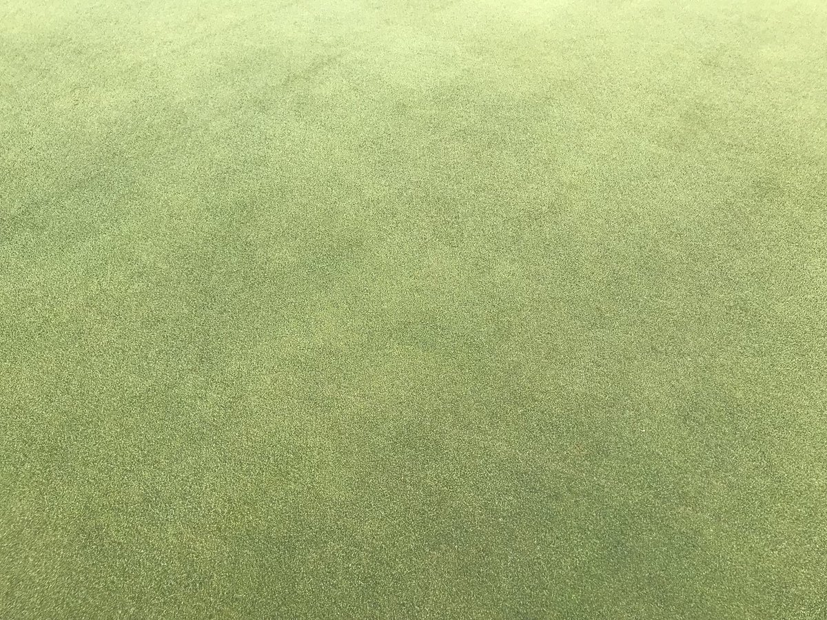 JulianMooney's tweet photo. Pure Distinction, Creeping Bentgrass 3.5 weeks post two direction CSI Graden #Recovery #Firm&Fast #ThatchManagement #Agronomy https://t.co/o1pJjbIlXn