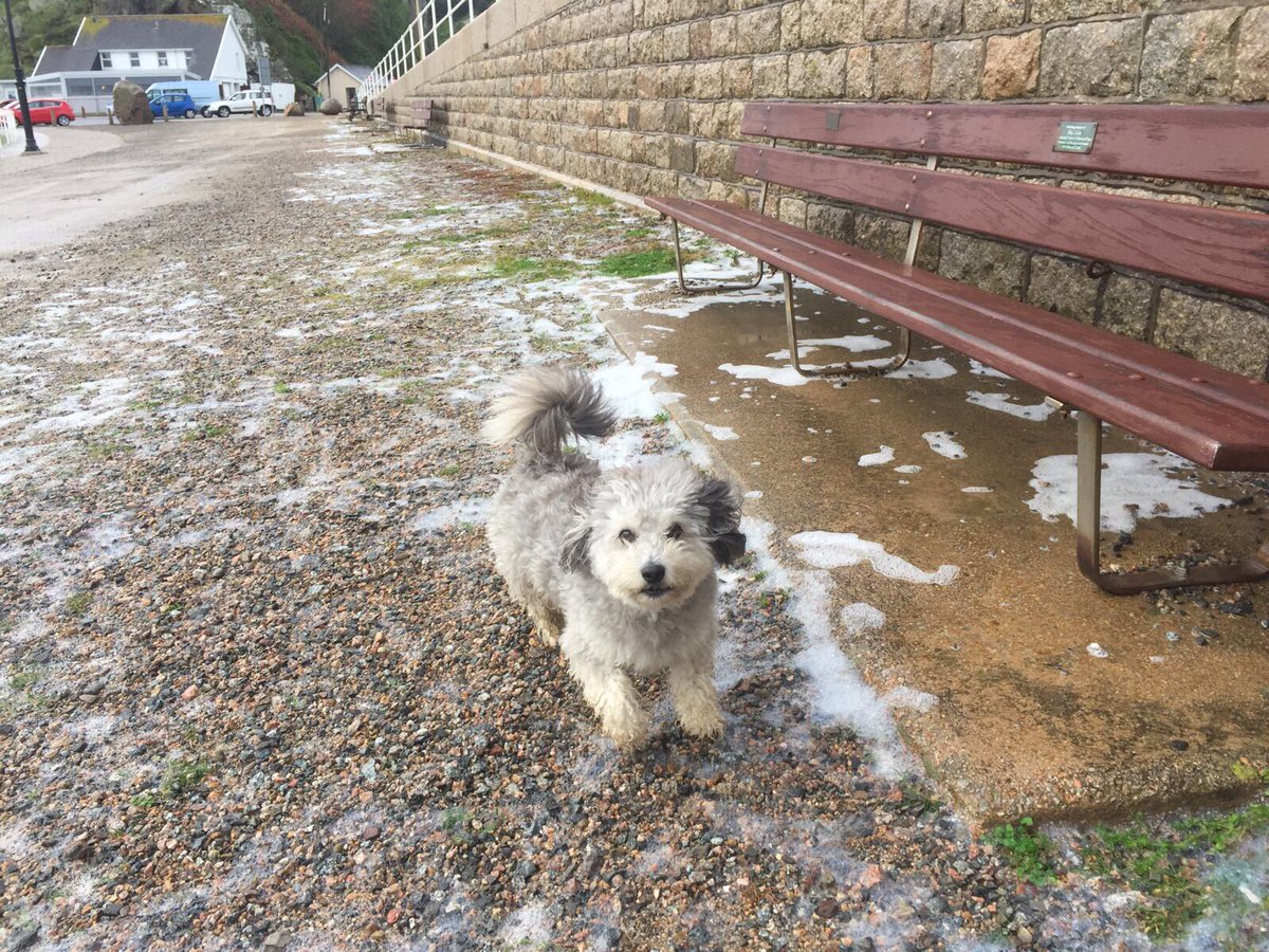 WeedingTech's tweet photo. Toddy happily running through Foamstream in #Jersey today. Our proof that #foamstream really is safe for #animals. #herbicidefree #weedcontrol #safersolutions #greentech https://t.co/hmjcOA2vZr