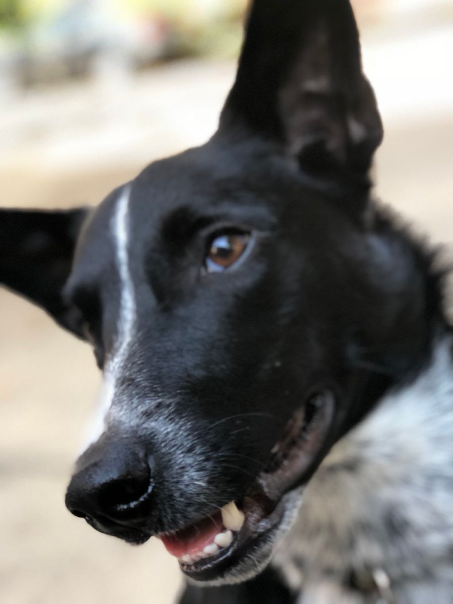 Austin Dog Butler tweet media
