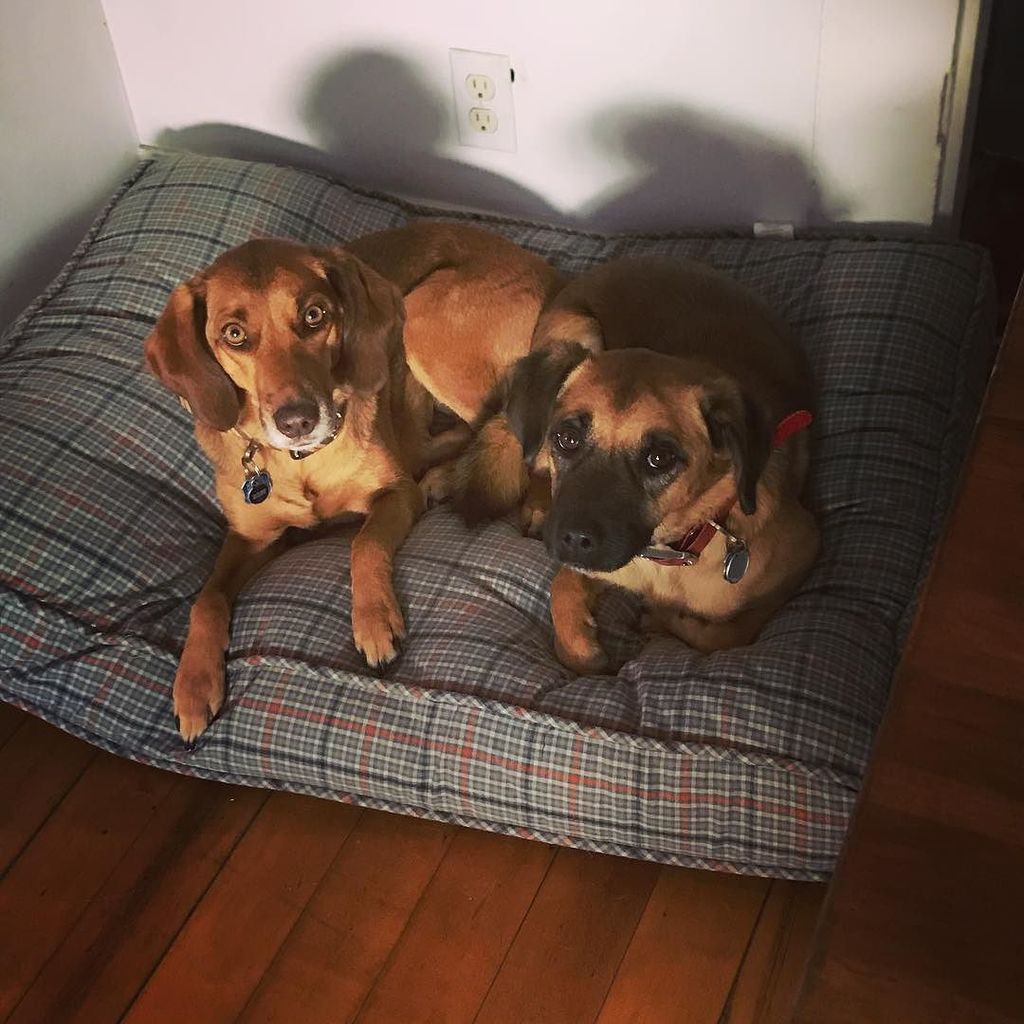 mgillespie530's tweet photo. The best friends a girl could ever have. Love these two so much! #rescuedogsofinstagram #tennesseebrowndog #bestfriends https://t.co/HWi95bBNow