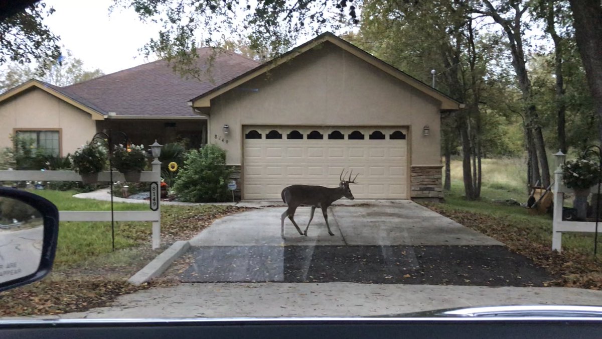 HaikuHare's tweet photo. Living in Texas,
we have some horny neighbors
who are deer to us.
#8PointBuck #haiku https://t.co/JBBE6MLCKA