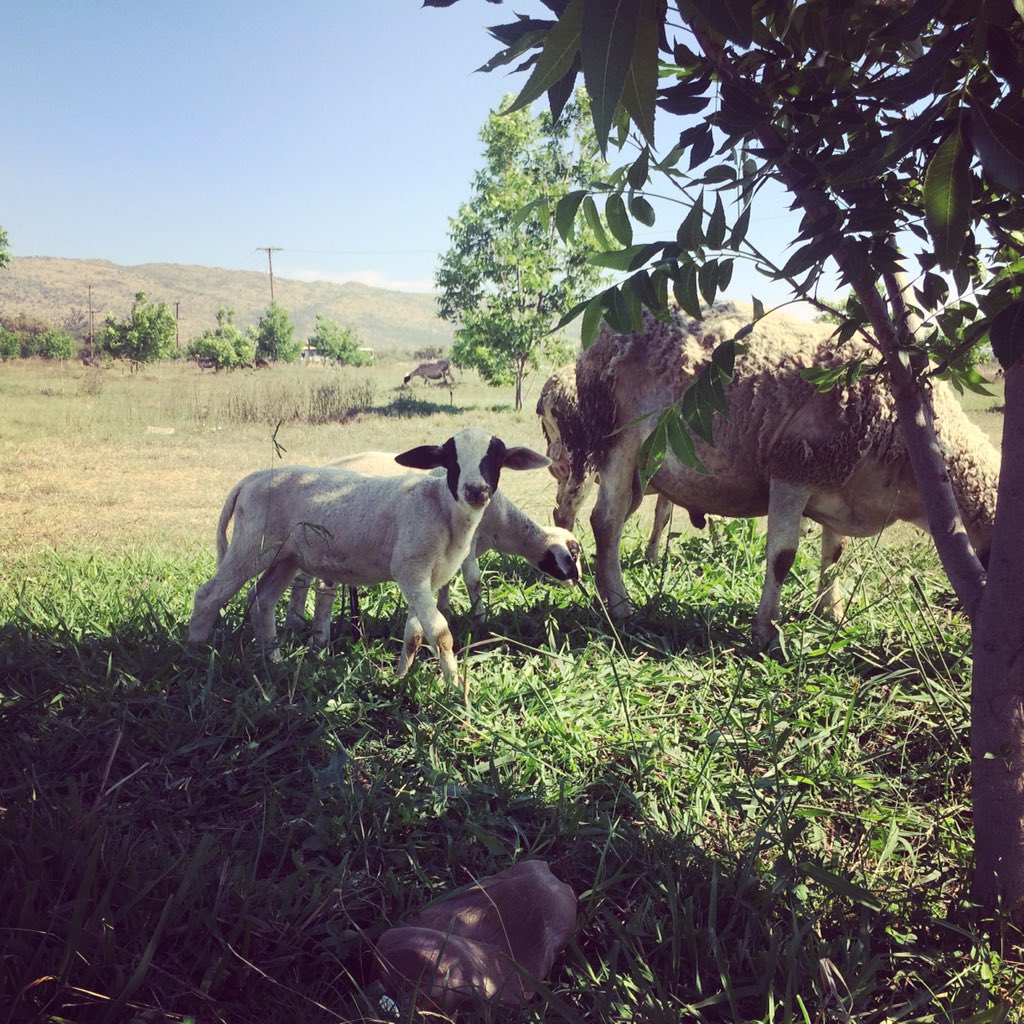 ProperSnacksZA's tweet photo. This lamb is so cute. On the @ProperSnacksZA farm. Where they hand make #healthy #snacks https://t.co/5zoPIvbop4