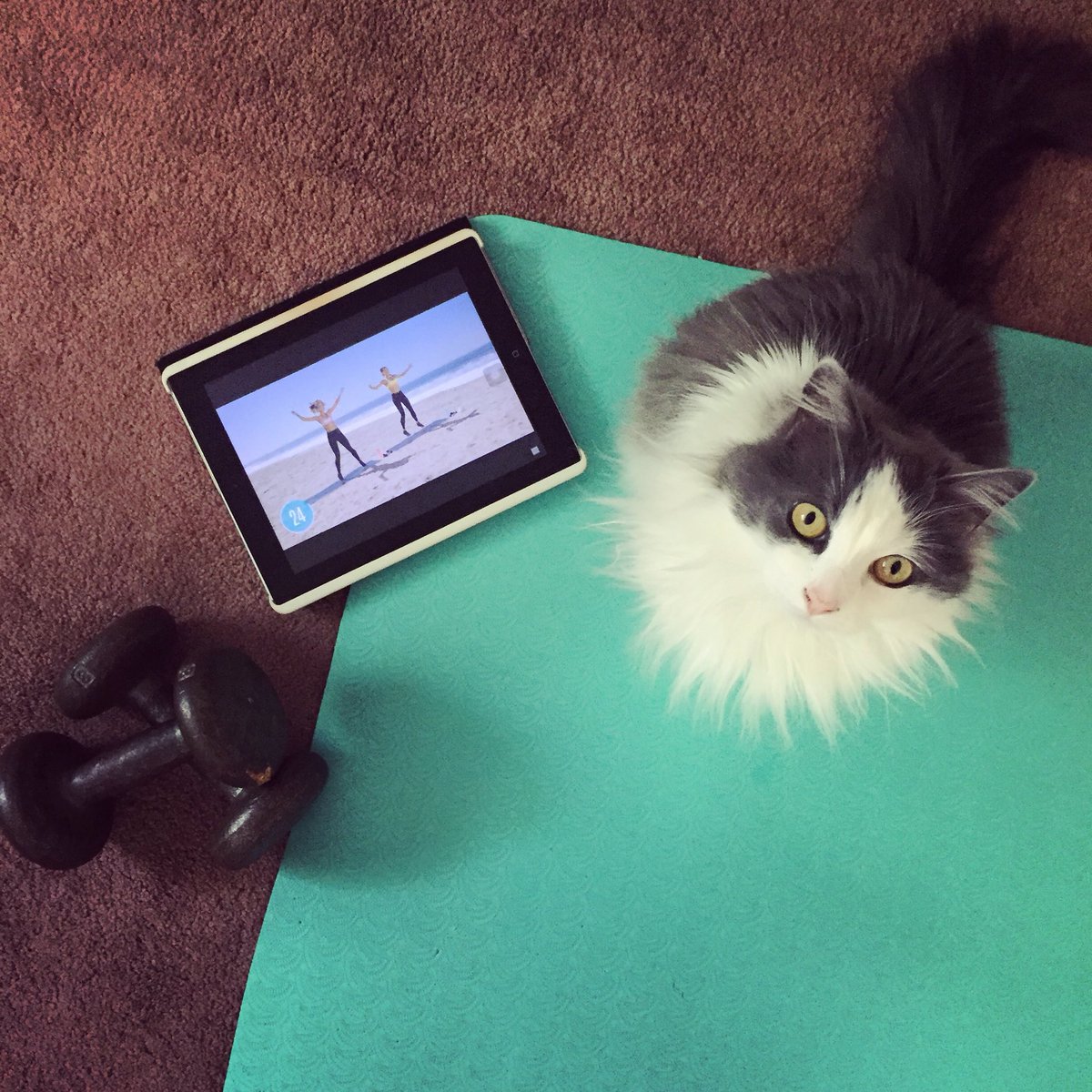 RoxTonesUp's tweet photo. My #accountabilitykitty is always ready to coach me through the @ToneItUp workouts 🏃🏼♀️💪🏻🏋🏼♀️ #tiu21 #tiubootycall #tiuteam https://t.co/r3dMLAyRkf