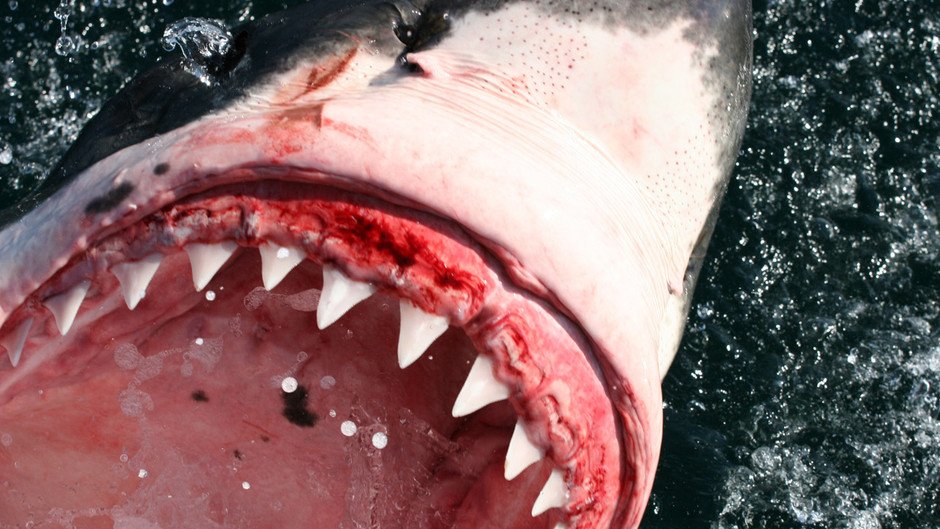 NatGeoGold's tweet photo. We head to the waters off the coast of South Africa, to film Andy's favourite predator, the great white shark. #KillerShots #NatGeoGold https://t.co/C0WVGNiVIU