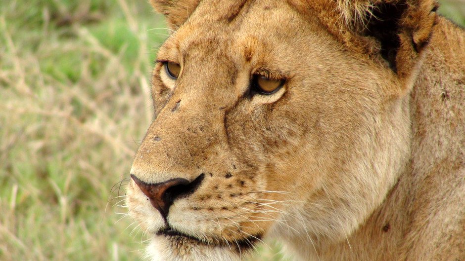 NatGeoGold's tweet photo. We take a journey to the Serengeti and hunt with lions and cheetahs in #KillerShots. #NatGeoGold https://t.co/PZ9BllG5RM