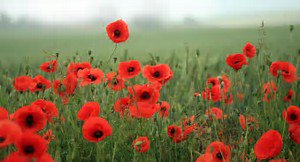 StJHurstGreen's tweet image. REMEMBRANCE SUNDAY:This Sunday there  will  be  the  usual  Eucharist  at  8am,followed  by  a non-Eucharistic Service  at  St  John's  at  10am  for  all  the Hurst  Green Churches.This  will  finish  with  the  Act  of Remembrance in the churchyard at 11am #LestWeForget