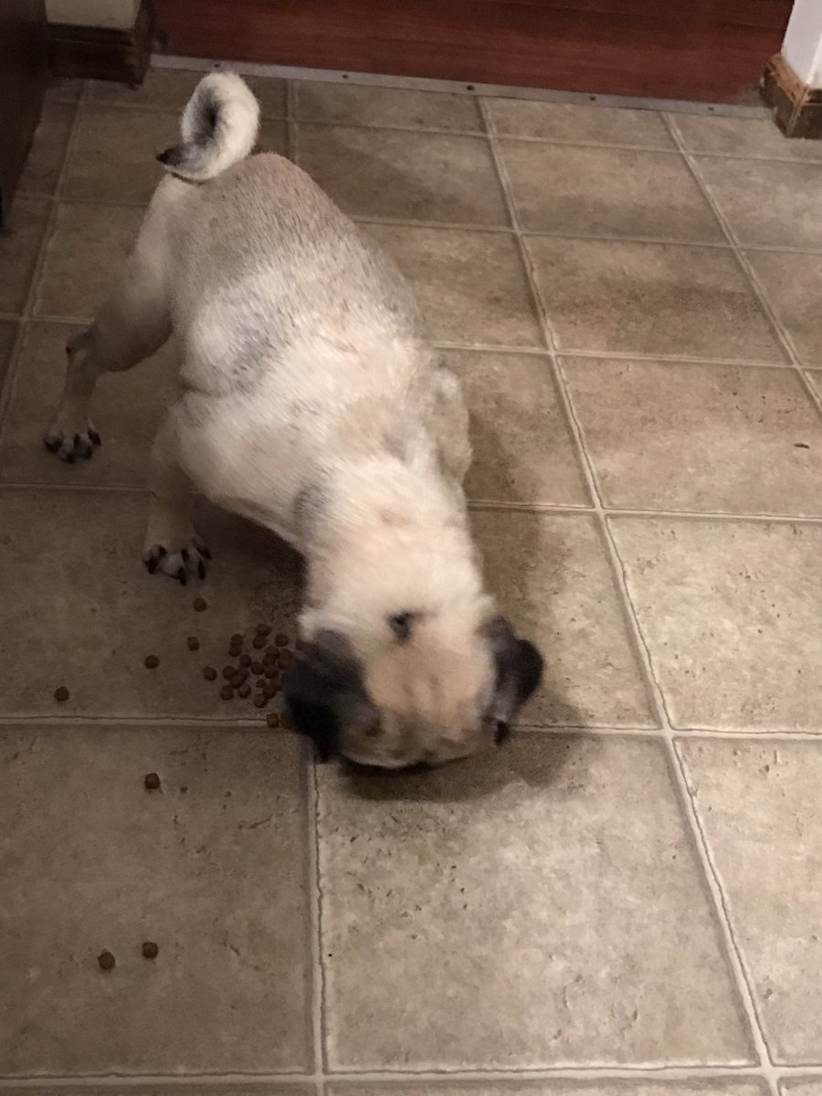 MorningPugs's tweet photo. Discovering the joy of breakfast. Teeny Bella, being a mill rescue, is used to eating off of the floor. :/ But we're gradually going to get her accustomed to eating out of a dish! https://t.co/LcXN7QtD86