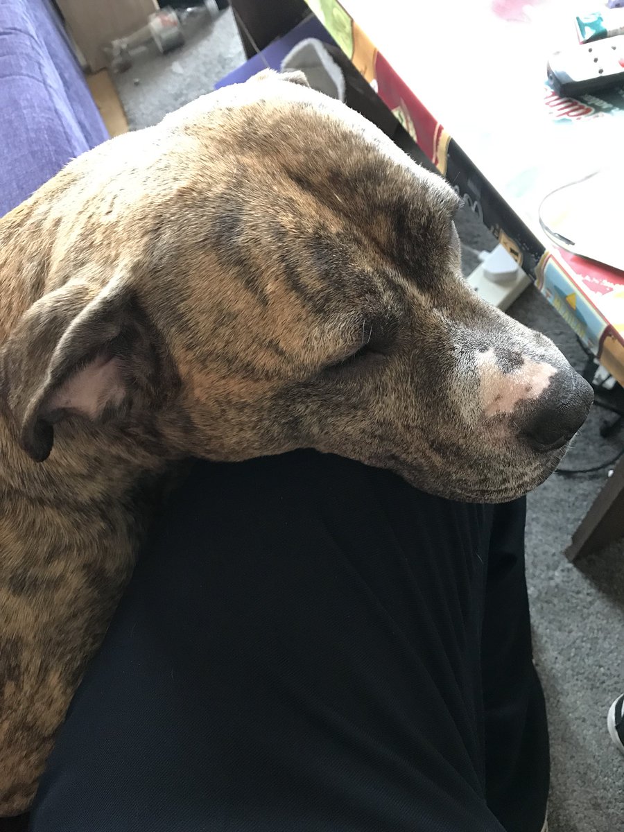 djlordy75's tweet photo. Back home looking after my poorly dog as she had a major op yesterday #lovemyshackster #somanystitches https://t.co/ZhhGdGRD6t
