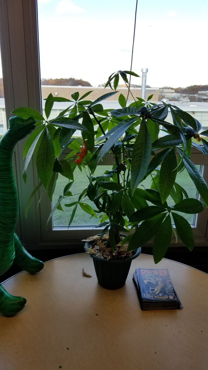 Andriulli's tweet photo. Vegetation Station! #Dinovember @bozescience @Mr_Ryerson https://t.co/m77SSH5s2O