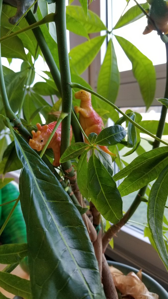 Andriulli's tweet photo. Vegetation Station! #Dinovember @bozescience @Mr_Ryerson https://t.co/m77SSH5s2O