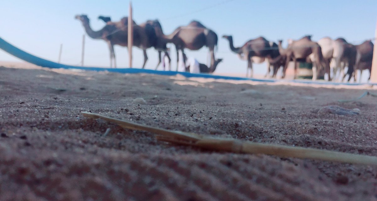 ↓˓❁⸀ 
،
"قلبي مع البدوان يدله ومبسوط
ويضيق لاعودت صوب البلادي"
  ___________________   
'💛 '
#تصويري