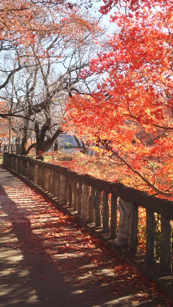 Hokuhoku 長野県伊那市にある高遠城址公園の紅葉 もうだいぶ散り始めてた そこは赤い絨毯のよう 紅葉の風景に癒された一日でした 写真好きな人と繋がりたい 紅葉 高遠 Autumncolour Landscape