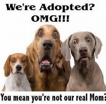 jwmystical's tweet photo. #November is #AnimalPetAdoptionMonth They #Love you forever!  Open Your Heart - Open Your Home, #Adopt/#Rescue/#PetFoster your next, "Pet Kid"!  #Dogs #Cats #SmallAnimals #Animals #Horses #CutePets #FunnyPets  #jonispethangout.com https://t.co/NVLu4kPnQJ
