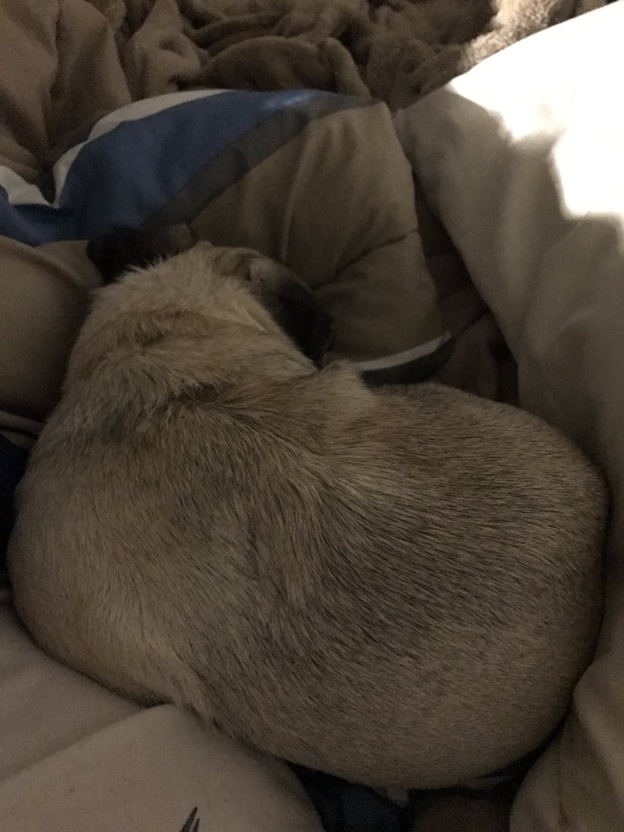 MorningPugs's tweet photo. She is also a good cuddler. 💕 Slept like a rock through the night (after trying to fall asleep on my chest, with butt pointed at my face, of course). https://t.co/lc0eagCi7E