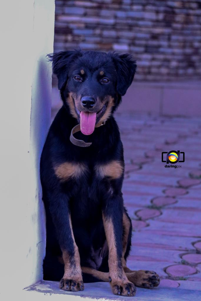 On a vu des chiens mourir pour leur maître, jamais le contraire.

#DaringPix
#dogs 
#Rottweiler 
#Benin2017