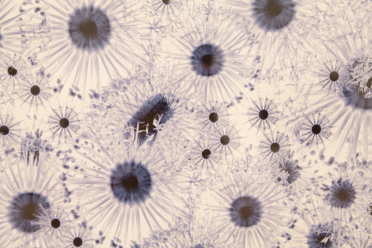 artthisweek's tweet photo. #DornithDoherty at @theamoncarter! On view through 1/14! >>https://t.co/767kg1uvSY<< #fortworth #amoncarter #natureart #plants #photography #photographer #amoncartermuseum https://t.co/eamFHcdbSL