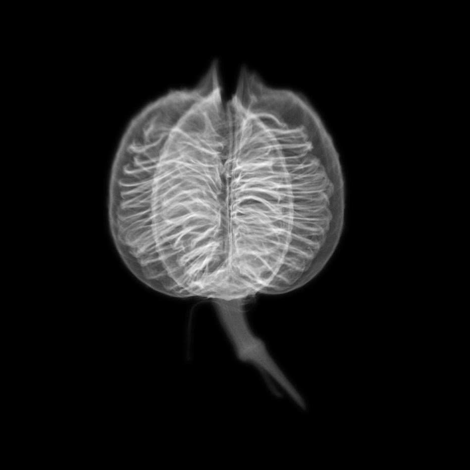 artthisweek's tweet photo. #DornithDoherty at @theamoncarter! On view through 1/14! >>https://t.co/767kg1uvSY<< #fortworth #amoncarter #natureart #plants #photography #photographer #amoncartermuseum https://t.co/eamFHcdbSL