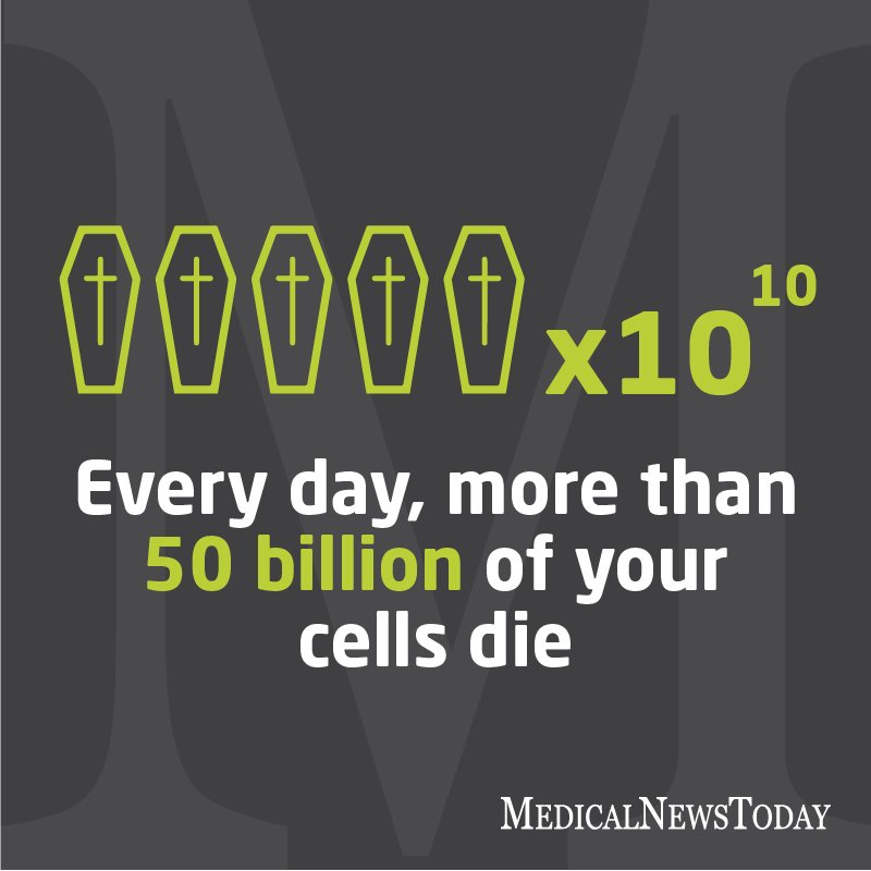 mnt's tweet photo. Worst pick-up line of all time...

Still curious? https://t.co/CEmSdkPLab

#celldeath #factoid https://t.co/o4nf21eDpO