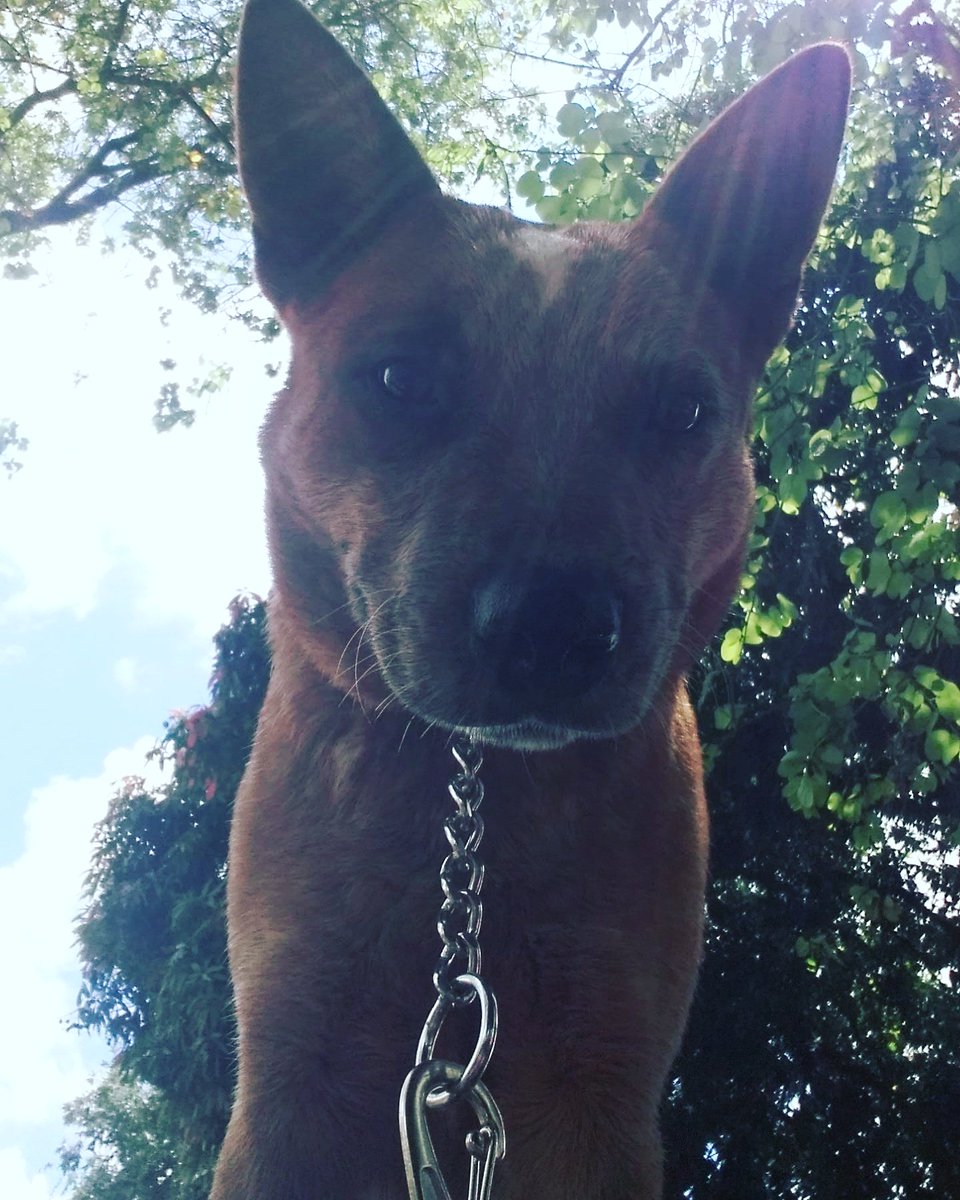 lucasocarvalho9's tweet photo. Aoooh biscate#
#australianoboiadeiro
#redheller
#dogself https://t.co/4y3UMxEGsX
