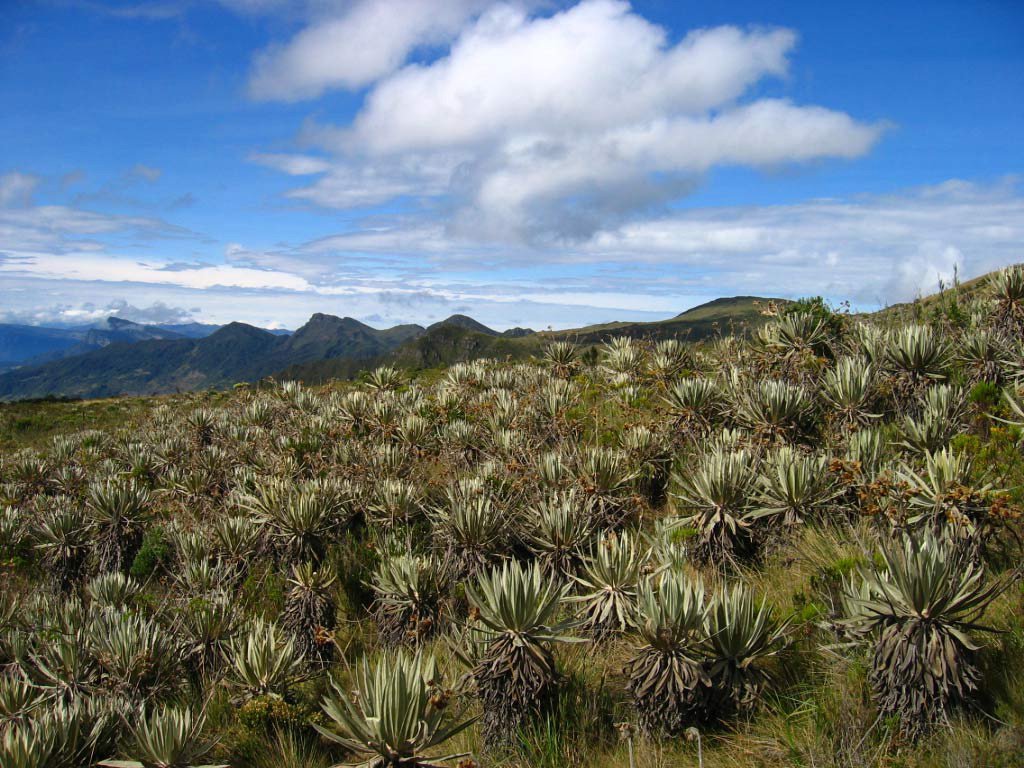 MinAmbienteCo's tweet photo. ¿Sabías que Colombia posee 59 áreas naturales pertenecientes al Sistema de @ParquesColombia? #DíaDeLosParquesNacionales https://t.co/dM7CvDzTkm