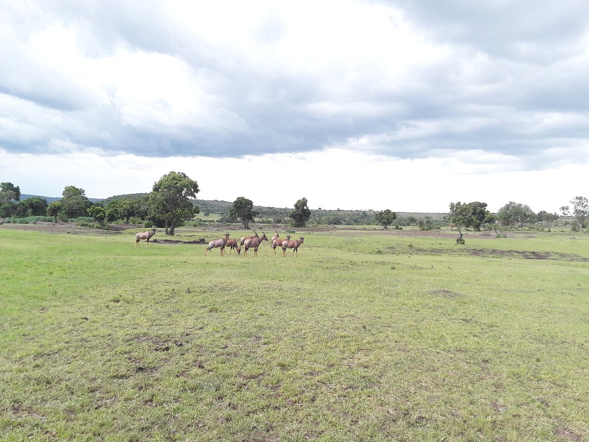 WilliamMuli5's tweet photo. Olchoro-Oirua conservancy field reconnaissance and natural resources inventory taking for management plan development beautiful conservancy https://t.co/5gEjrZF3NG