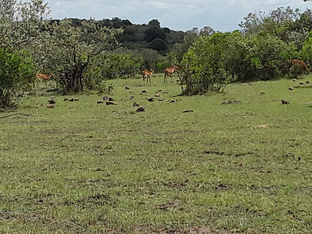 WilliamMuli5's tweet photo. Olchoro-Oirua conservancy field reconnaissance and natural resources inventory taking for management plan development beautiful conservancy https://t.co/5gEjrZF3NG