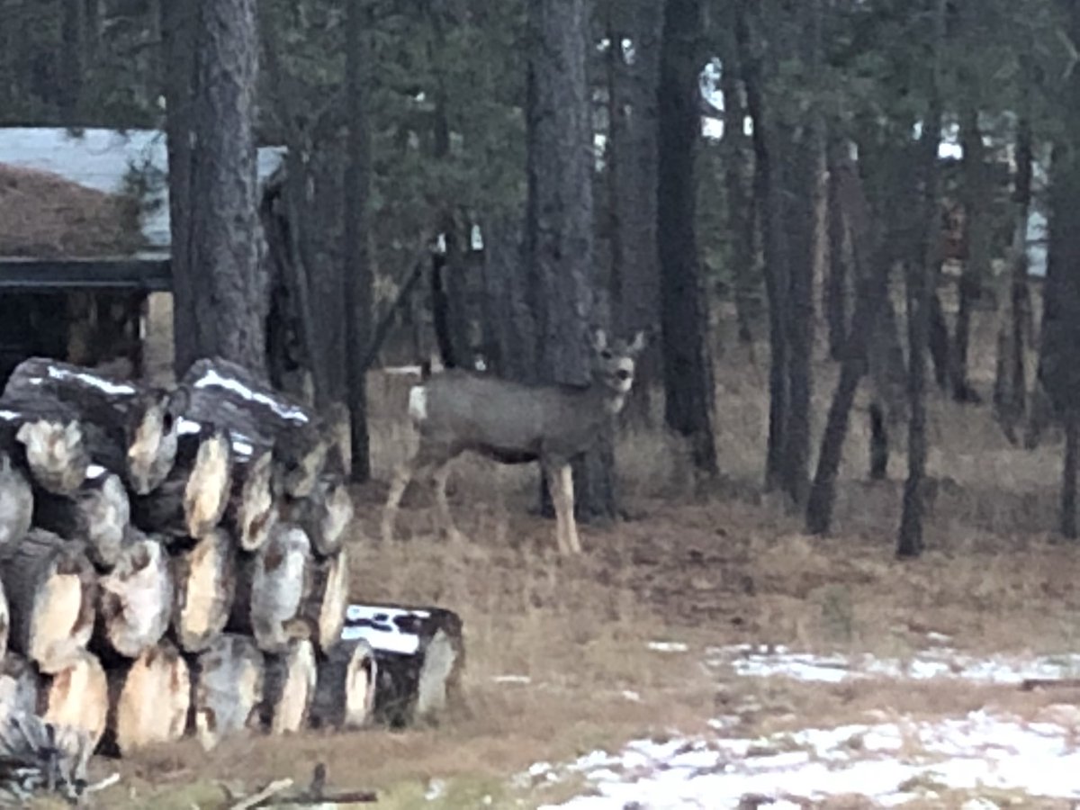 daveryankdwb's tweet photo. Look! In the yard! It’s a deer!!!!  #MinnesotaThing #GrabYourCamera https://t.co/sWmpd5a1mj