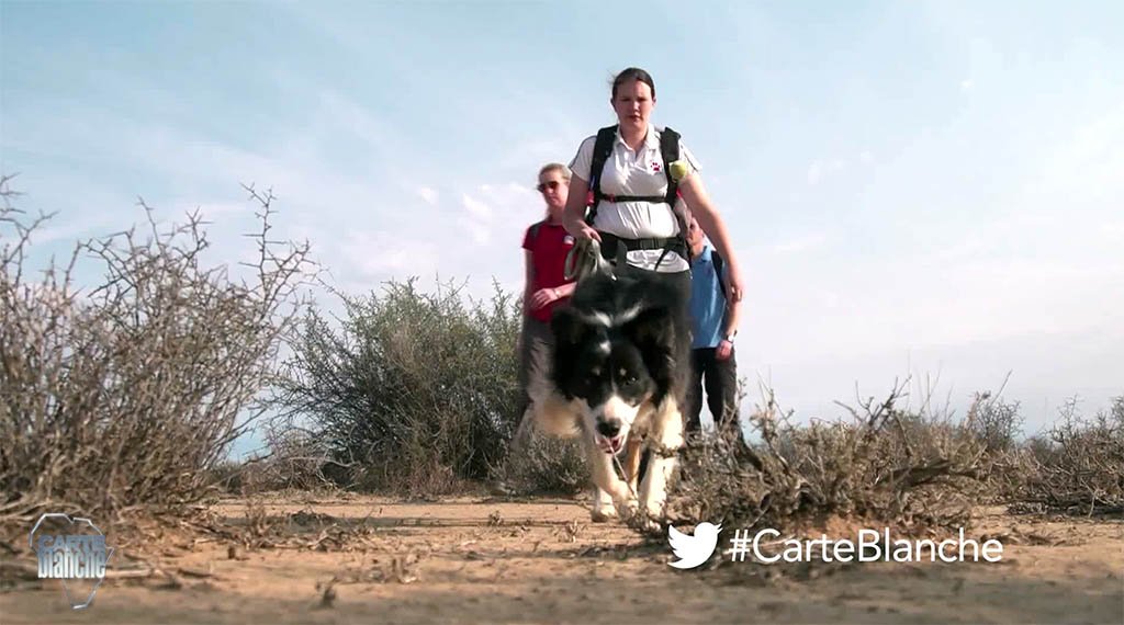 With less than 300 remaining, the Riverine Rabbit is the rarest mammal in SA. In an extended #CarteBlanche, we track down this elusive animal Sun 7pm <a href="/MNet/">M-Net</a>