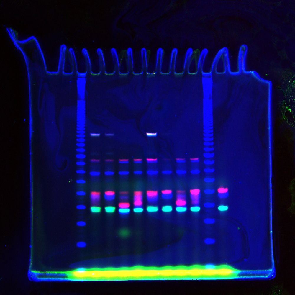pnowak87's tweet photo. This is the kind of #RealTimeChem I do these days. Nucleic acids, enzymes, and dyes. I hope it counts! https://t.co/TzzK16kiCY