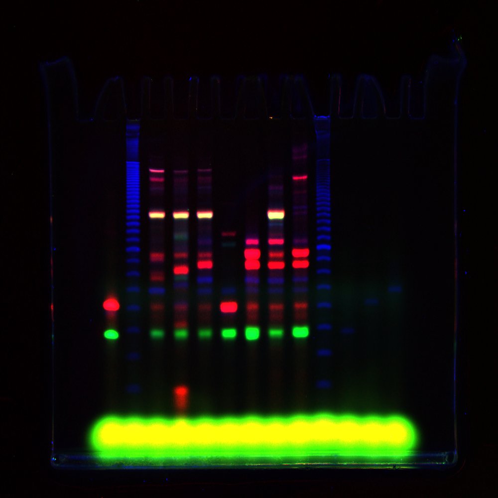 pnowak87's tweet photo. This is the kind of #RealTimeChem I do these days. Nucleic acids, enzymes, and dyes. I hope it counts! https://t.co/TzzK16kiCY