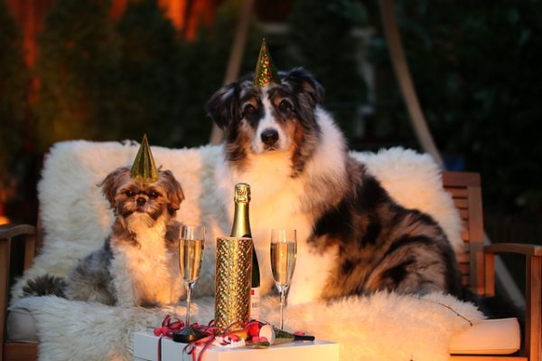 Guarda il Video: baubaunews.com/miscellanea/il…>Il Capodanno alle terme di Abano con il tuo cane