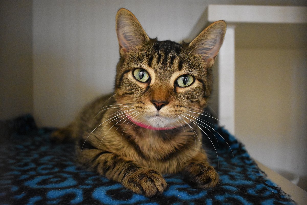 LollypopFarm's tweet photo. Holy meow, it's #FreeCatDay! π± There are lots of #cats and #kittens excitedly waiting to meet you. Stop by and bring home your new feline family member for FREE! All adoptions include vaccinations, microchipping, spay/neuter, and a lifetime of love. https://t.co/iHEKyczLxG https://t.co/F8kziALB2l
