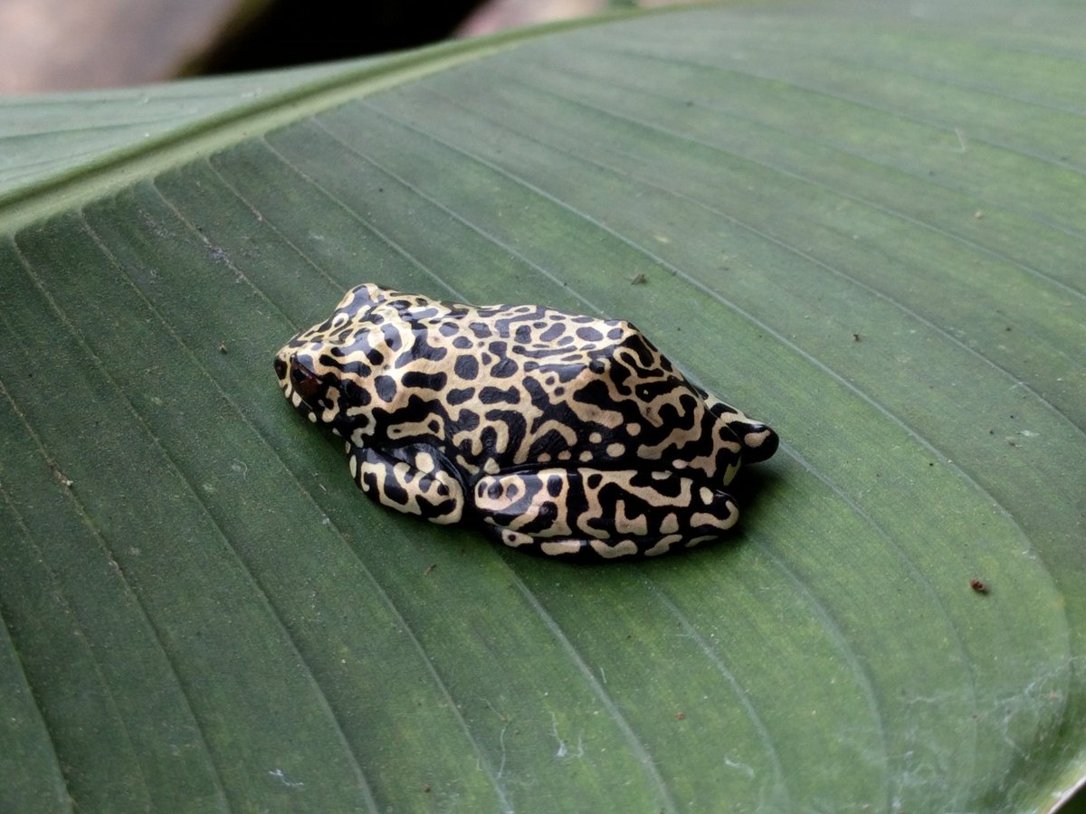 PYPathwell, MD tweet media