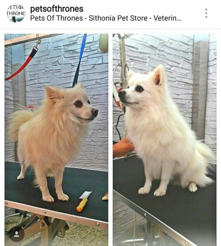 Petsofthrones's tweet photo. Snoopy..
#grooming #petshop #petsofthrones #allaboutpets #Nikiti #Chalkidiki https://t.co/M173C0PzsU