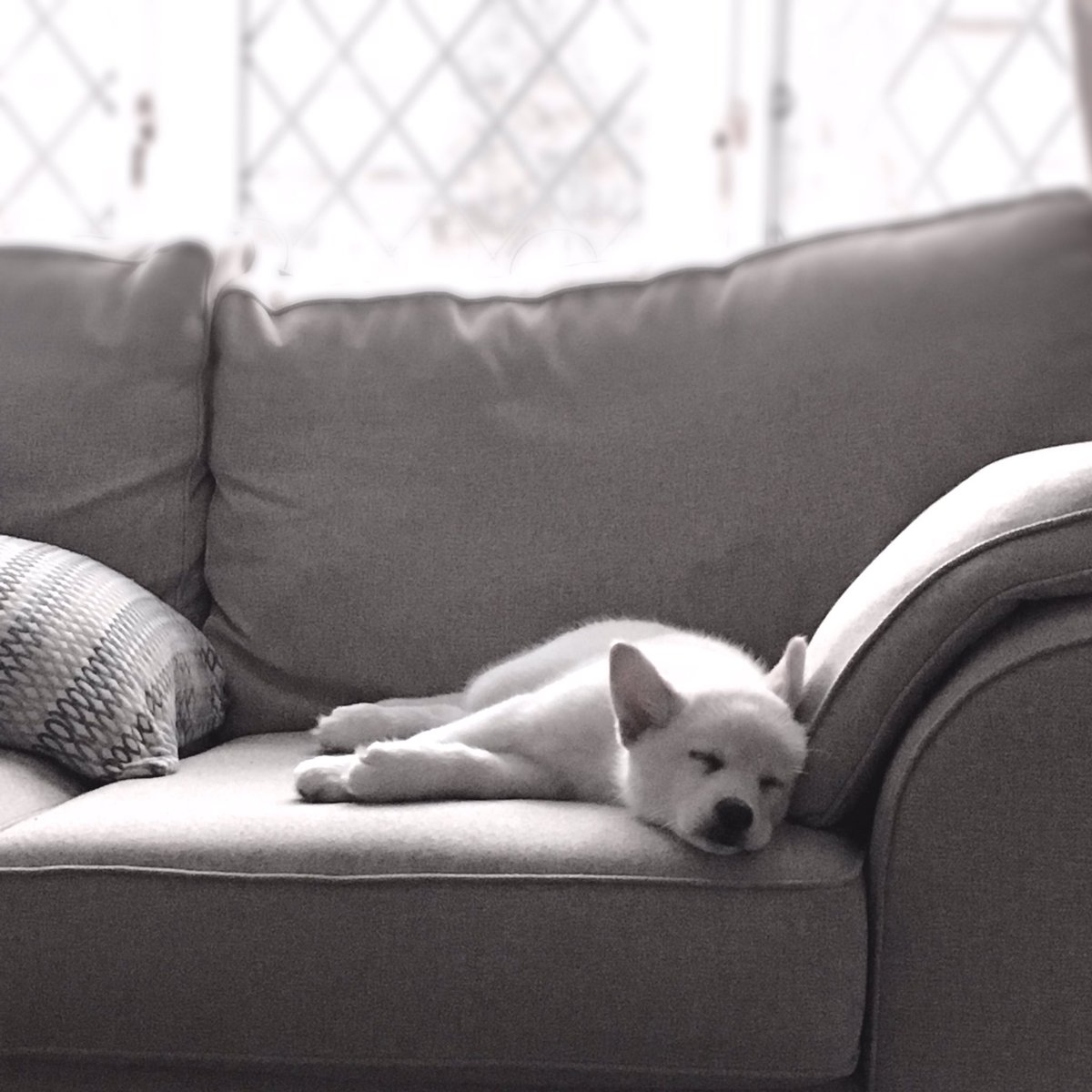 CheerForceLizy's tweet photo. I wish I could be a puppy and nap all day. She's so cute when she's sleeping and not destroying the house #PomskyPuppy https://t.co/A2cOIxUbhq