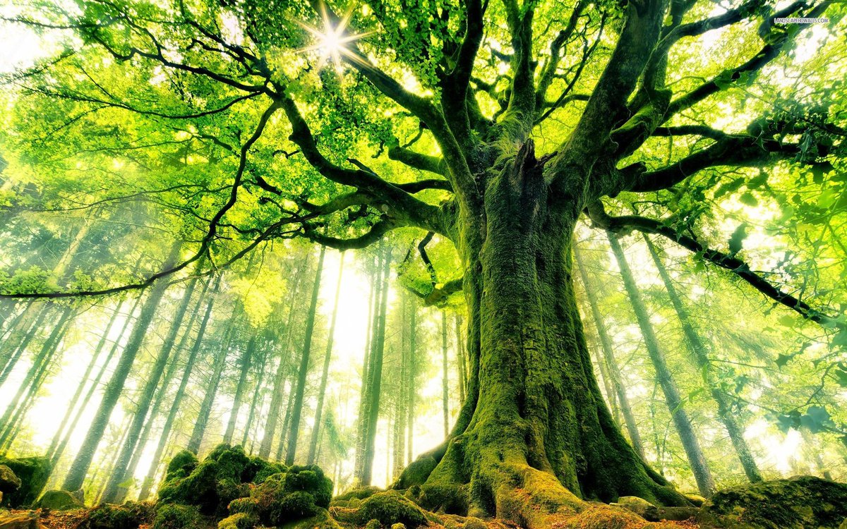 ritamurray's tweet photo. Today, I'm reminded of the beauty of nature in it's simplest form. #thankful #performingthankful #nature #treesarechanging https://t.co/Ya1bTno0F8